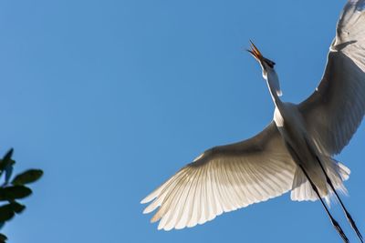 Low angle view of crane carrying fish while flying in clear blue sky