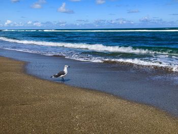 Seagulls on beach