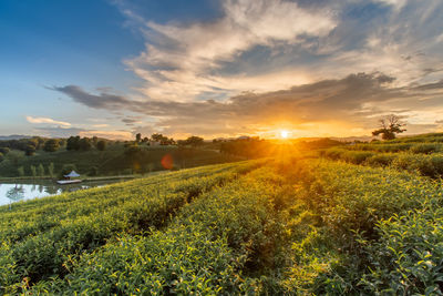 Scenic view of field against sky during sunset