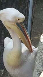 Close-up of white flowers