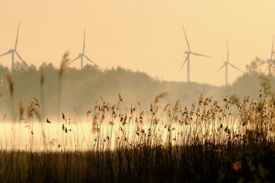 Plants on field against windmills during sunset