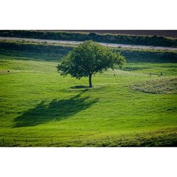 Scenic view of grassy field