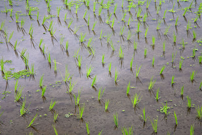 Full frame shot of plants growing on land