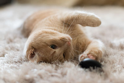 Close-up of cat lying on rug at home