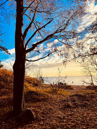 Bare tree on field against sky