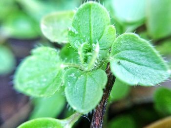 Close-up of green plant in water