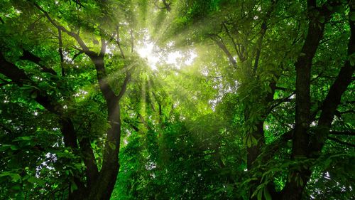Low angle view of trees in forest