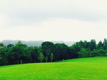 Trees on grassy landscape against the sky