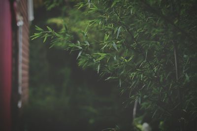 Close-up of plants