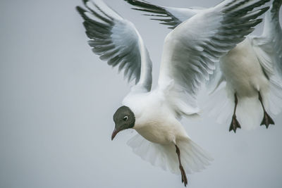 Low angle view of seagulls flying against sky