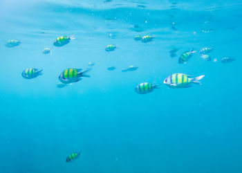 High angle view of fishes swimming in sea