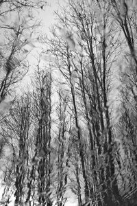 Bare trees on snow covered land