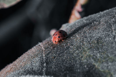 Close-up of ladybug on leaf