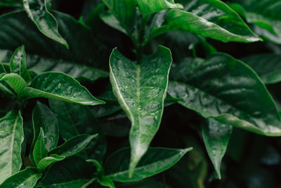 Close-up of wet leaves