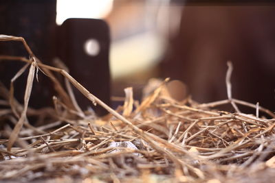 Close-up of dry plant