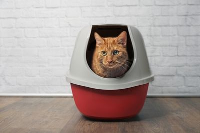 Portrait of ginger cat sitting in container against brick wall