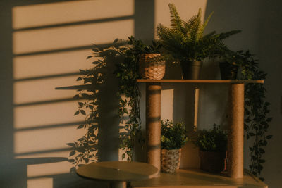 Close-up of potted plant against wall