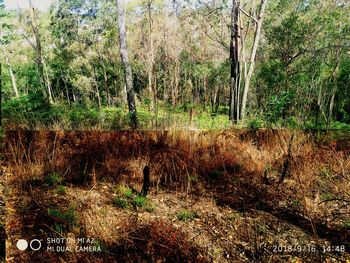 Plants growing on field in forest