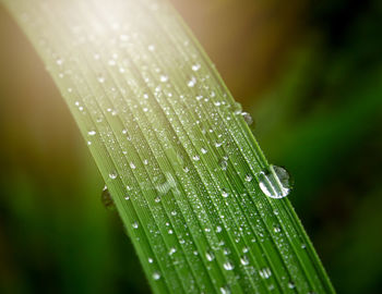 Close-up of raindrops on leaves