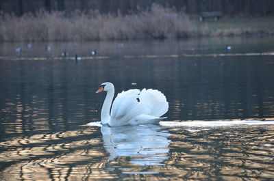 Swan swimming in lake