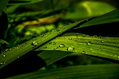 Close-up of water drops on leaf