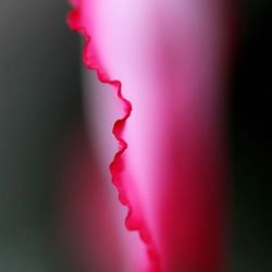 Close-up of pink flower against blurred background