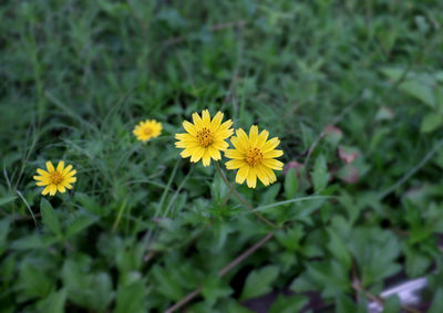 Close-up of yellow flowering plant on field