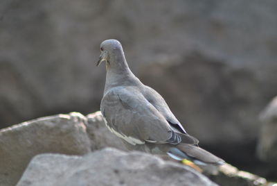 Close-up of bird perching on rock