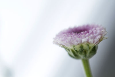 Close-up of pink flower