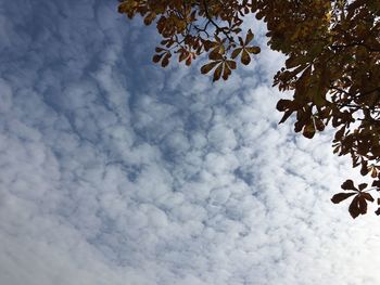 Low angle view of tree against sky