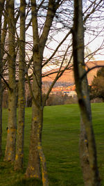 Trees on field against sky