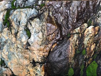 Full frame shot of tree trunk