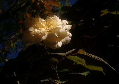 Close-up of flower blooming outdoors