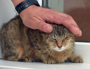 Close-up of hand holding cat