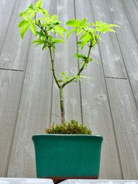 Close-up of potted plant
