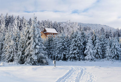 Majestic landscape with forest at winter time. scenery background.