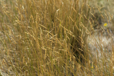 Close-up of stalks in field