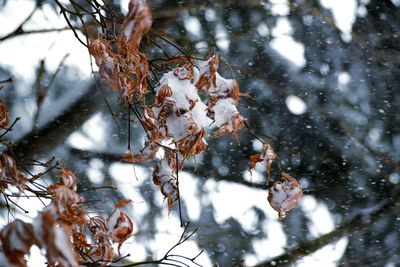 Close-up of bare tree in winter