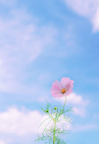 Close-up of pink cosmos flower against sky