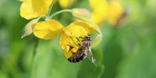 Close-up of bee pollinating on yellow flower