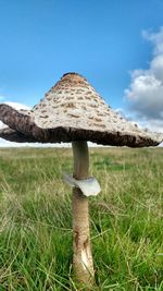 Close-up of mushroom on field against sky