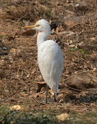 Close-up of bird perching on a field