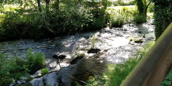 River flowing amidst trees in forest