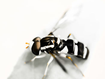 Close-up of insect on white background