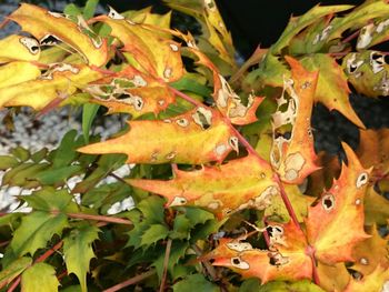 Close-up of orange leaves on plant during autumn