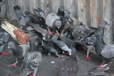 High angle view of pigeons feeding