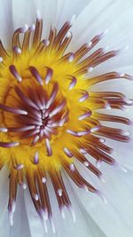 Close-up of yellow flower