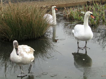 Swan swimming in lake