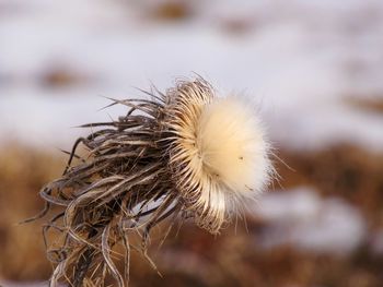 Close-up of wilted dandelion