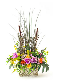 Close-up of plants against white background